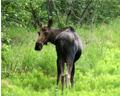Moose in Anchorage