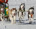 Alaska sled dogs