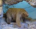 Ground sloth diorama