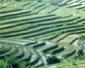 Ricefields