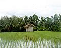 Ricefields