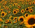 chillwack sunflower festival