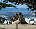 Central coast california