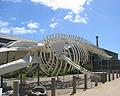Seymour Marine Center California
