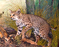 Santa Cruz Museum Natural History