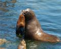 Sea lions