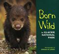 Born Wild in Glacier National Park