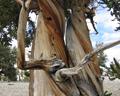 bristlecone pines