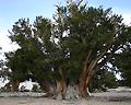 Patriarch Tree