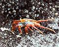 Sally Lightfoot Crab