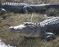 alligators