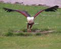 Donjon des Aigles