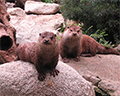 Otters