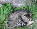 Cats in Sforza Castle