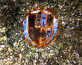 Ceiling Sforza Castle