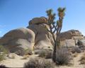 Joshua tree