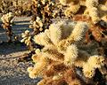 Cholla Cactus Garden