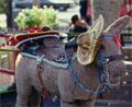 Olvera Street
