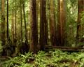 Muir Woods