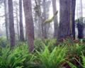 Coast redwoods
