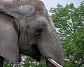 Toronto Zoo