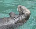 Oregon Coast Aquarium