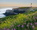 Yaquina Head
