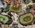 Yaquina tide pools