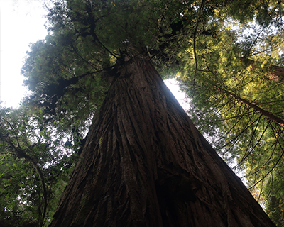 coast redwood jedidiah smith redwoods state park