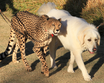 cheetah puppy travel for san diego zoo safari park photos cheetah puppy travel for san diego zoo safari park photos