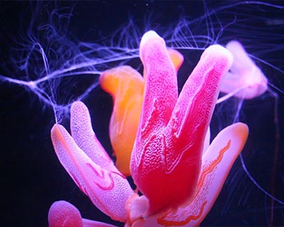 harp comb jelly steinhart aquarium cal academy golden gate park