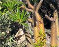 San Diego Botanic Garden