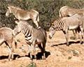 Wild Animal Park