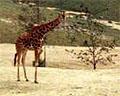 Wild Animal Park