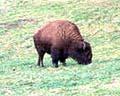 Buffalo in Golden Gate Park