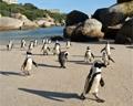 Penguins in Cape Town