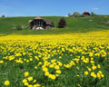 Emmental meadow