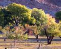 Heirloom orchards