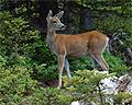 deer in Olympic National Park