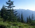 Olympic National Park