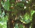 Hoh Rain Forest