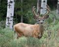 Grand Teton wildlife
