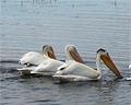 White pelicans