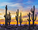 saguaro cactus sunset