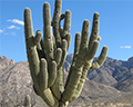 catalina state park