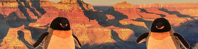 pengos at the grand canyon