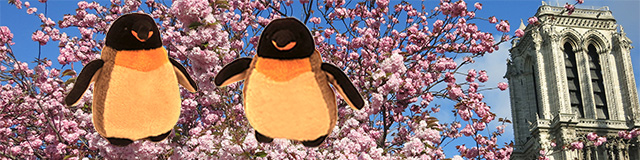 blooming trees next to Notre Dame with Pengos stuffed animals