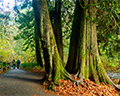 goldstream park
