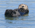 sea otter