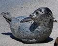 harbor seal